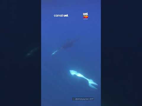 Vídeo flagra orcas “explodindo” peixe-lua em comportamento raro
