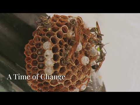 Life Cycle of a Wasp By PestWise AMC