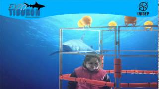 DIA 2 Expo Tiburon37