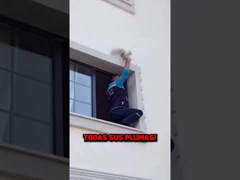 Hombre Atrapó Un Halcón! 🦅😲🔥