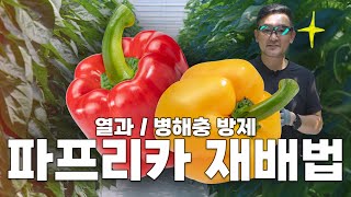 이렇게 하면 파프리카 최상품 수확과 병해충 피해 99%나 줄어듭니다..!