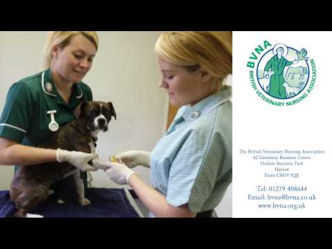 動物看護のキャリア (A Career in Veterinary Nursing)