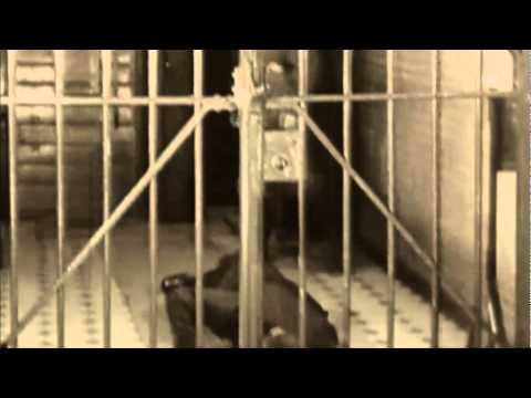 Introductiefilm scholtenhuis.nl