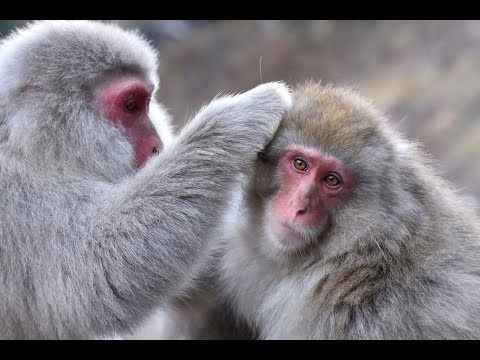 Snow Monkey Jigokudani 地獄谷野猿公苑　171125-26