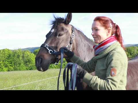 Problem horse Sascha - a tendon injury and its consequences (2)