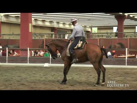 ARTE EQUESTRE TV - 8 - ESIBIZIONE DOMA VAQUERA - DAVID JIMENEZ ROMERO