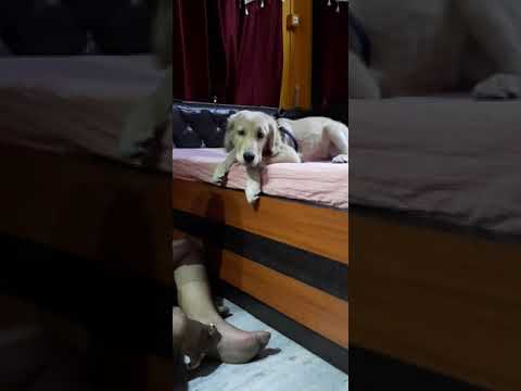 4 months old golden retriever playing with his daddy