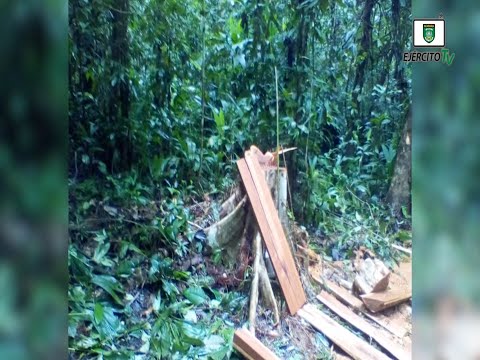 Ocupan 1,500 pies de madera Caoba en la Cruz del Río Grande