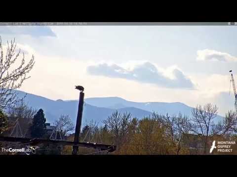 Hellgate ospreys MT  4 30 19 628pm Iris goes fishing seen eating a Whale fish at owl pole