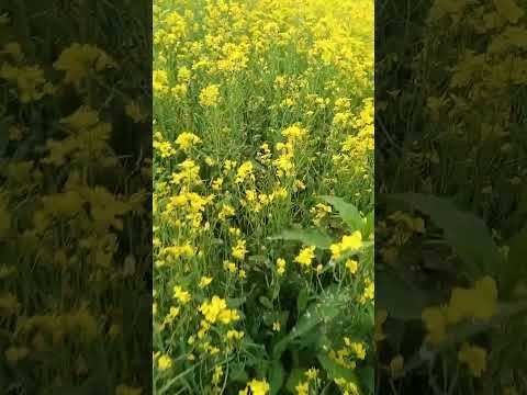 Yellow flowers (short)❤️❤️ #samiha #music #shorts  ❤️💕😁