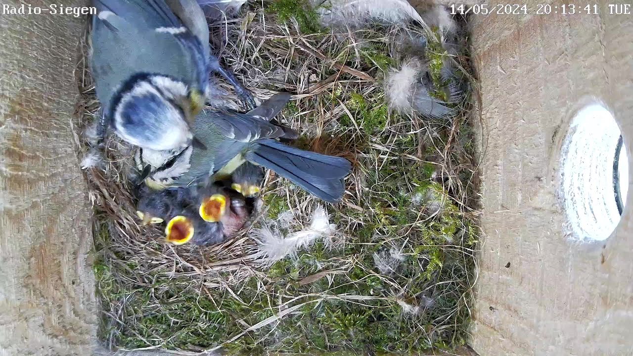 Die Küken bei Radio Siegen öffnen ihre Augen! | 14.05.2024