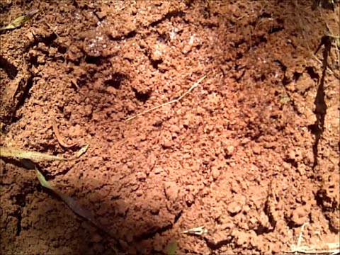 Killing Fire Ants in One Day, Without Using Dangerous Chemicals or Pesticide