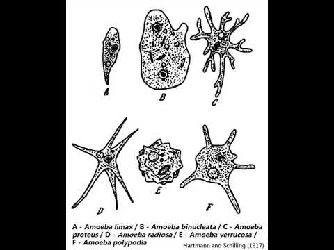 Des singularités de la nature | Wikipedia audio article