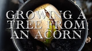Growing a Tree from an Acorn
