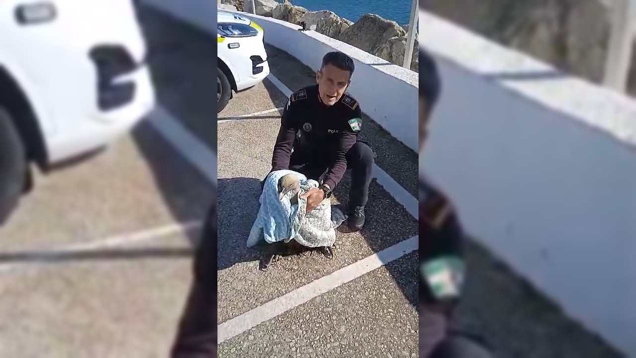 Un buitre es rescatado por la Policía Local