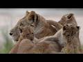 The Next Generation Of The WILD Cubs Calves A Young Hunter