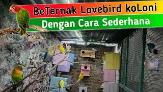 Download lagu Cara Ternak Lovebird Sederhana Dengan sistem koLoni mp3