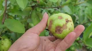 #farming Tháng năm như nước chảy âm thầm