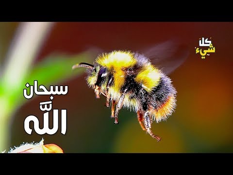 , title : 'هل لسعة النحل علاج لجميع الأمراض فعلا؟ حقائق مذهلة بحق'