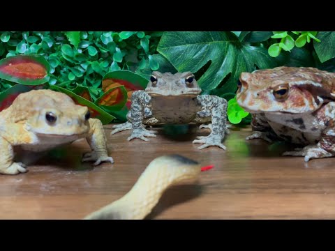 3 strongest toads🐸 frog's predator snake…Miyako toad, Japanese toad, Japanese stream toad