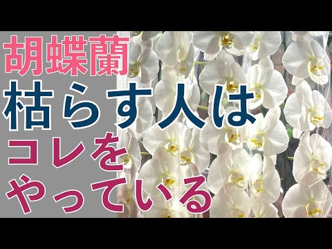 蘭を正しく切る: これが仕組みです トピックス