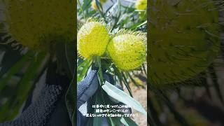 秘密基地おじさん(42歳後厄)昼は現場仕事おじさんの疑問❓キン○マにしか見えないこれは何？#vlog #現場 #子供部屋おじさん