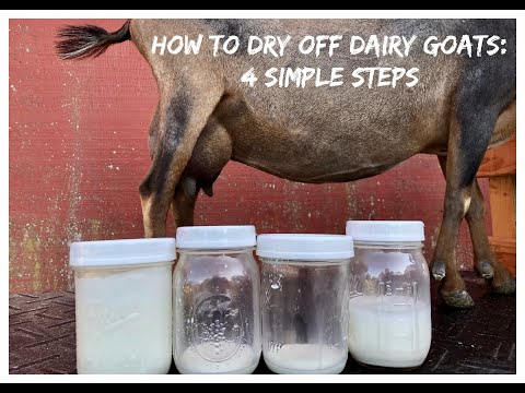 STOP the MILK FLOW - How to dry off your dairy goat in 4 easy steps