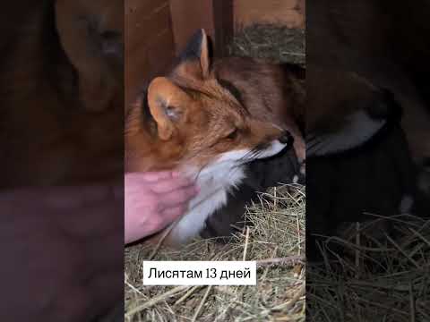 Подпишитесь добрые люди пожалуйста обнял 🫂 всех спасибо хорошей жизни вам ❤️