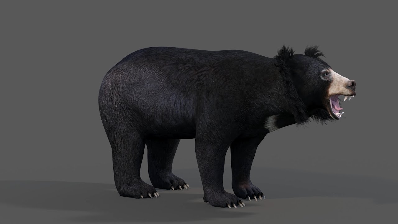 Animated Sloth Bear 3D Model