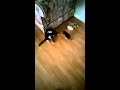 Kitty Tuxedo Cat Fight