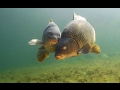 Подводная Охота на Сазана Летом в Астрахани / Spearfishing Carp Summer 