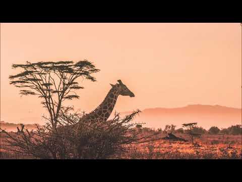 Thomas Schwartz & Fausto Fanizza - Mbira (Sunlight Project Remix )Bonzai Progressive