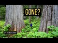 Only 1% of British Columbia's old growth forests remain, researchers find