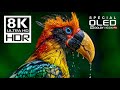 Incredible 8K Videos Special Dolby Vision HDR 8K 120fps