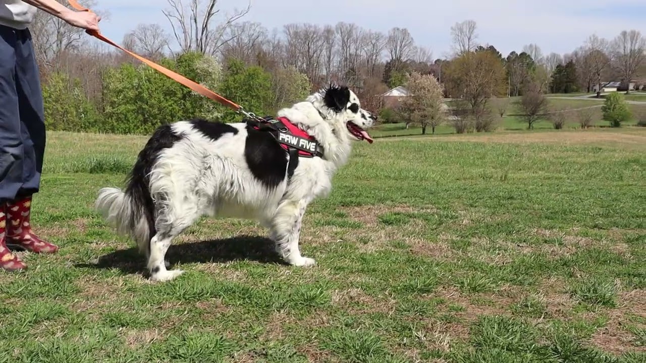 Enlarge Luka, a ADOPTABLE mixed breed in Portland , ME video 6/6