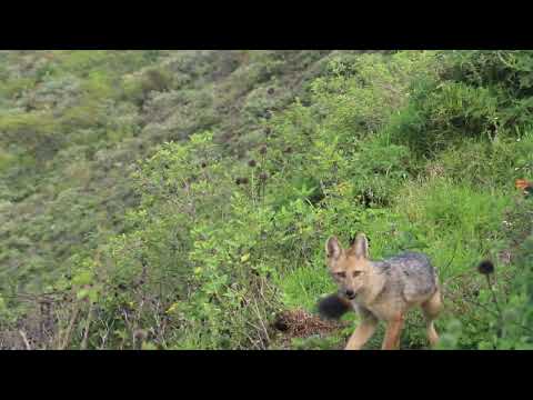LOBO DE PARAMO (zorro andino ) EN EL MIRADOR DEL CONDOR, MIRA-CARCHI.