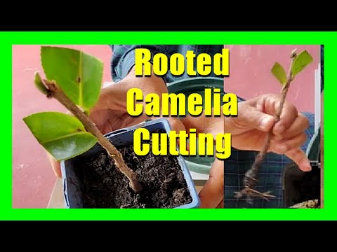 How To Grow Camellias From Cuttings | Camellia Plant Propagation From Cuttings