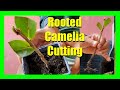 How To Grow Camellias From Cuttings Camellia Cutting Propagation