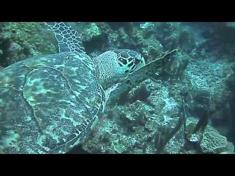 Scuba diving in Cayman Islands