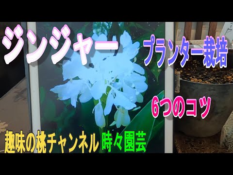 ジンジャー 植物