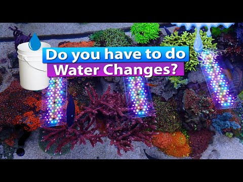 Do you have to do water changes on your saltwater aquarium?