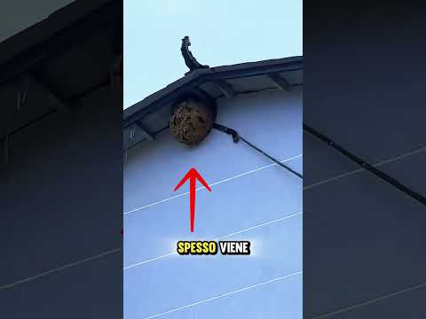 Vari metodi per rimuovere i nidi d'api