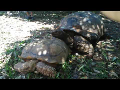 Miaoli, Sanyi Jornada