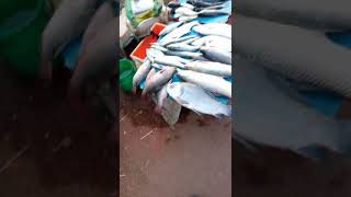 preview picture of video 'Yanam fish market'