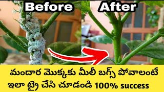 3Simple Solutions for Mealybugs/White insects just in 5mins.
