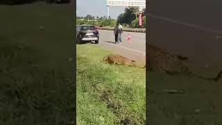 Yardım etmek istedikleri yaralı leoparın saldırısına uğradılar... 📍Hin