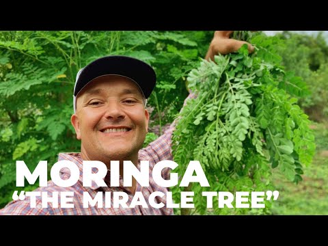 image-What does Moringa tree cure?