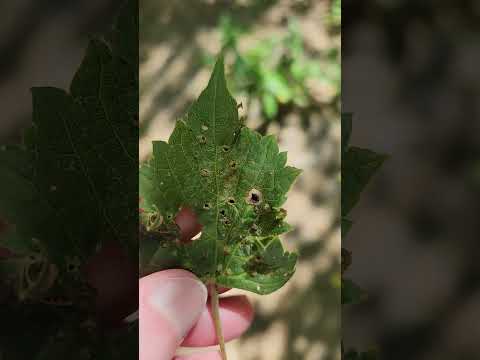 Grape Phylloxera (Daktulosphaira vitifoliae) on a native grape.
