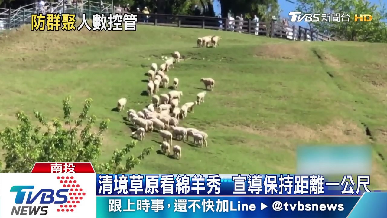 清境草原看綿羊秀 宣導保持距離一公尺