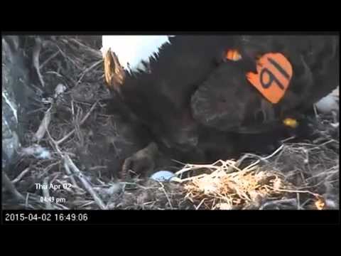 View of Egg - No Visible Pip - No Cheeps/Peeps Heard - 447 pm - April 2 2015